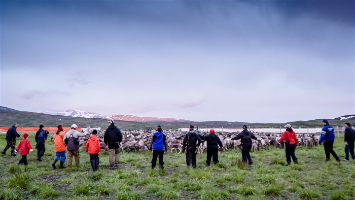 Ett tiotal människor på rad framför en grupp med renar. Utomhus. Foto.